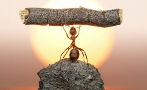 Bài học quản lý từ chuyện con Kiến