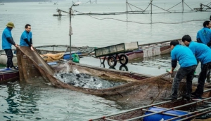 Ngành Quản lý thủy sản là gì? Học ngành Quản lý thủy sản ra trường làm gì?