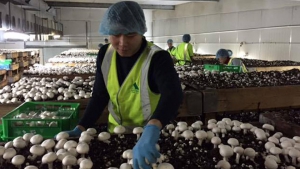 Chương trình Lao động kết hợp kỳ nghỉ tại Australia năm 2019 - 2020