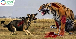 Không cần phải thể hiện mình là kẻ mạnh trong mọi tình huống - Câu chuyện con hổ và chó điên