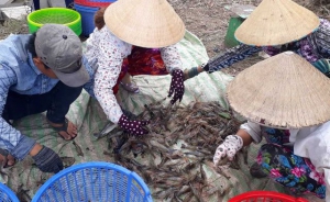 Xuất khẩu lao động: Thu nhập khá nhưng... không dễ đi