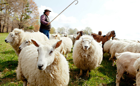 7 nguyên tắc trong "Đạo của người chăn cừu": Trở thành lãnh đạo vĩ đại trong tầm tay
